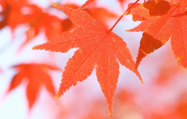 Autumn, leaves, macro, nature, autumn Wallpaper