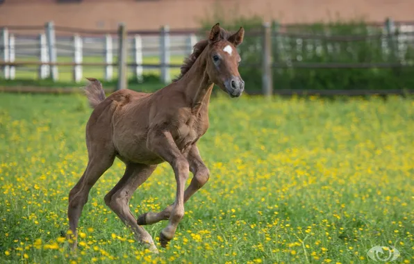 Picture summer, the game, meadow, running, cub, corral, foal, (с) Oliver Seitz