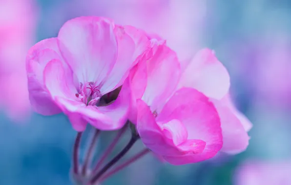 Flowers, plant, petals, inflorescence
