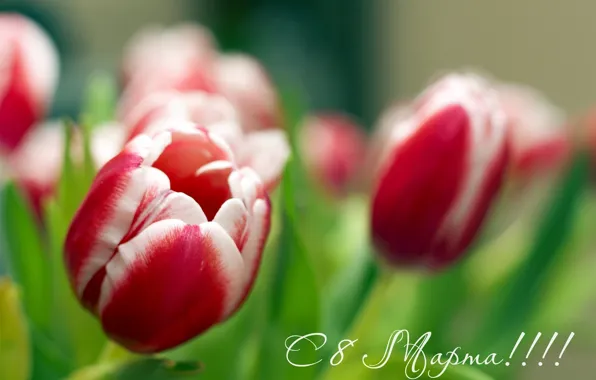 Flowers, tulips, March 8, all, dear, women, uzdunrobit, day!