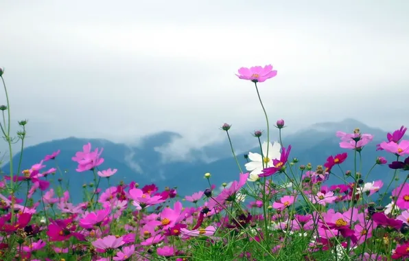 Picture flowers, mountains, nature