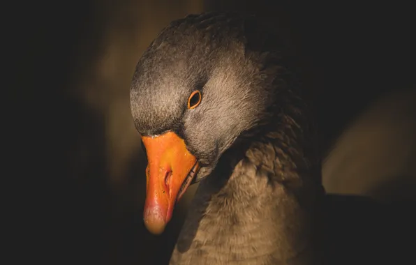 The dark background, bird, portrait, goose