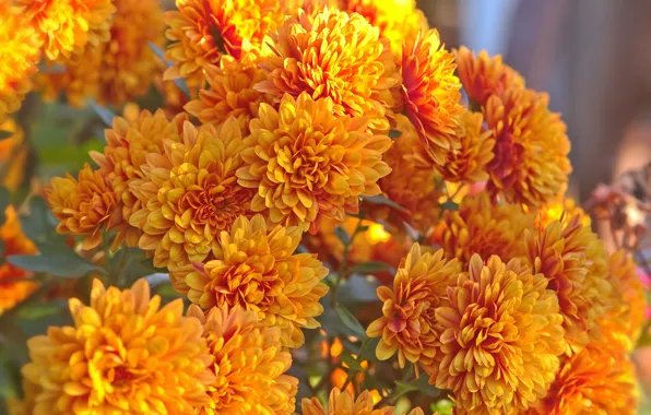 Picture orange, garden, the bushes, chrysanthemum, a lot