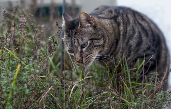 Grass, eyes, cat, striped, Tomcat