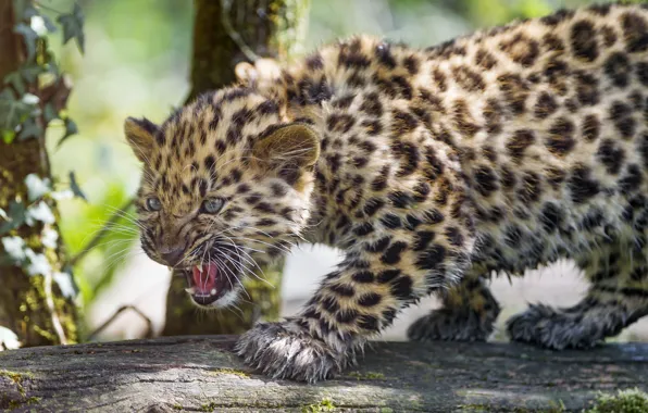 Cat, leopard, log, cub, kitty, growls, Amur, ©Tambako The Jaguar