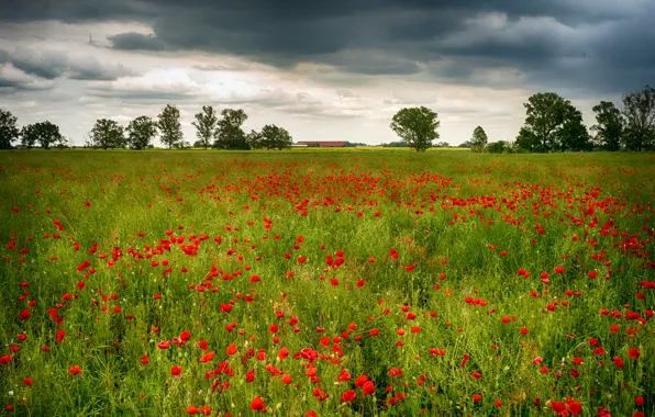 Summer, flowers, Maki, poppy field