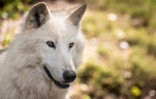 Nature, snow, predator, face, animal, wolf, wildlife, portrait
