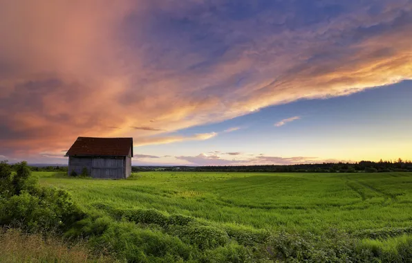 Field, the sky, sheds