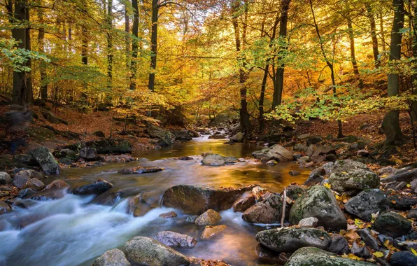 Autumn, landscape, nature, river, stream