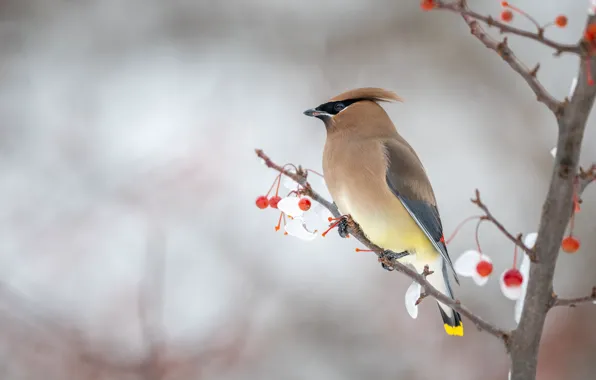 Winter, snow, branches, berries, background, bird, fruit, red