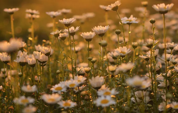 Summer, chamomile, meadow