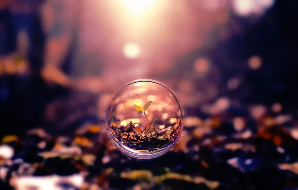 Leaves, nature, Rostock, ball, blur