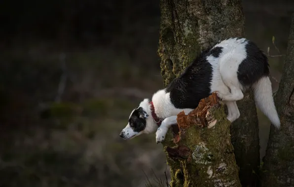 Picture pose, tree, dog, on the tree, the border collie
