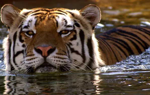 Look, face, water, tiger, swim, wild cat