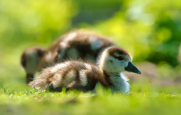 Birds, glade, duck, a couple, ducklings, Chicks