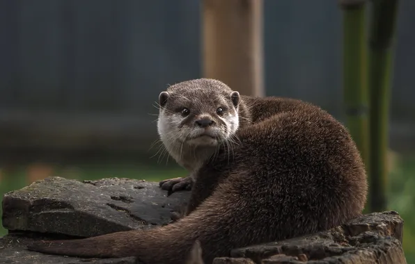 Look, pose, stones, back, tail, grey background, face, otter