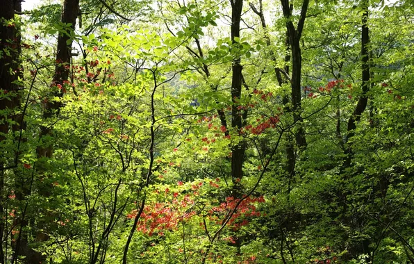 Greens, forest, leaves, trees, branches, foliage