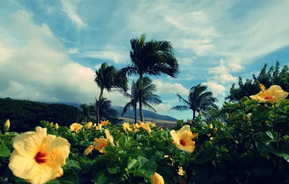 The sky, landscape, flowers, nature, Palma, horizon, restriting