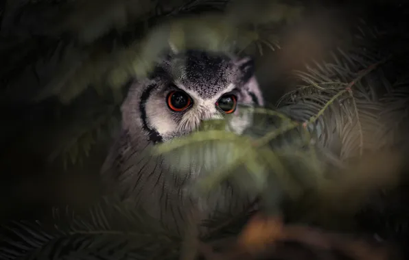 Picture forest, eyes, look, branches, nature, the dark background, grey, background
