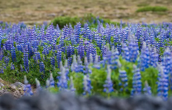 The sun, landscape, flowers, green, color, nature, Iceland