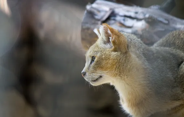 Cat, cat, predator, Jungle cat
