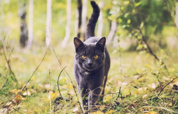 Picture autumn, forest, cat, cat, leaves