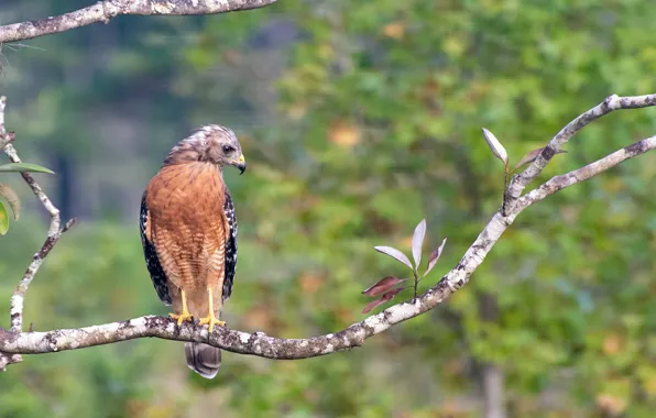 Leaves, branches, bokeh, Krasnolesy Buzzard
