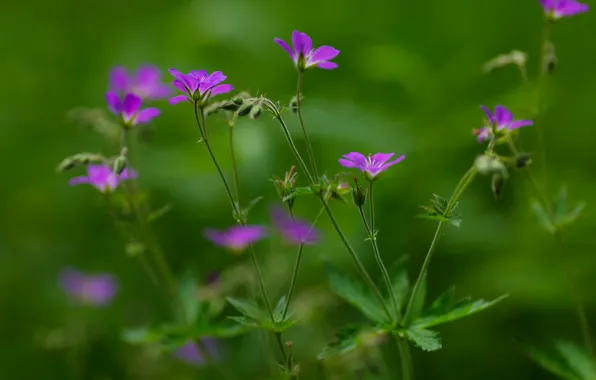 Picture summer, green background, purple flowers