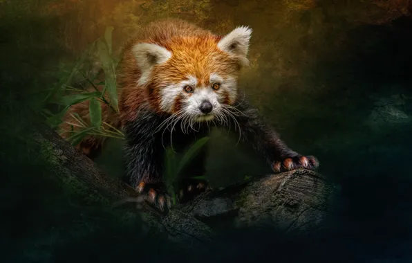 Red Panda, Ailurus fulgens, sara jazbar, little panda