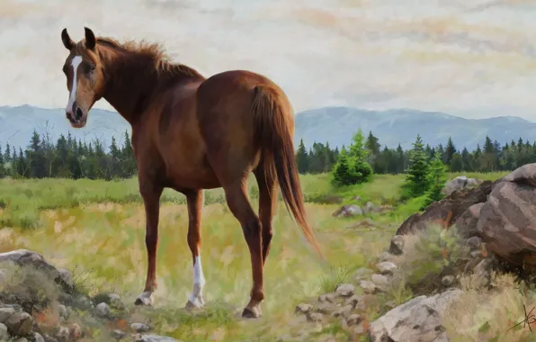 Picture field, forest, the sky, look, landscape, mountains, nature, stones