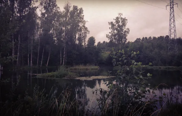 Tree, Posts, Lake