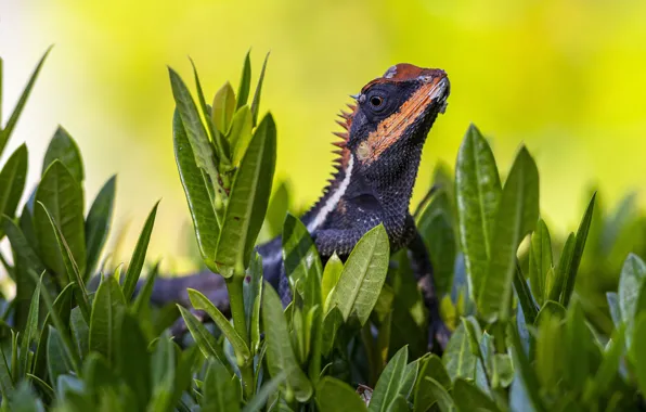 Look, leaves, plants, lizard, yellow background, iguana, reptile