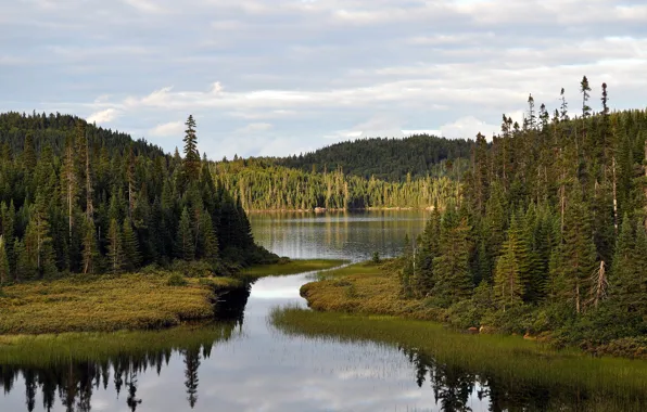 Forest, the sky, nature, river, Bay