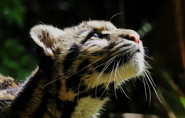 Wool, color, Clouded leopard
