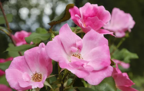 Flowers, branches, background, roses, garden, briar, pink, the bushes