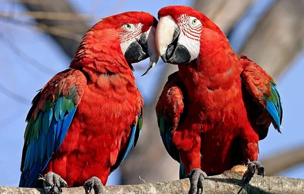 Animals, birds, tree, Wallpaper, parrots, Ara