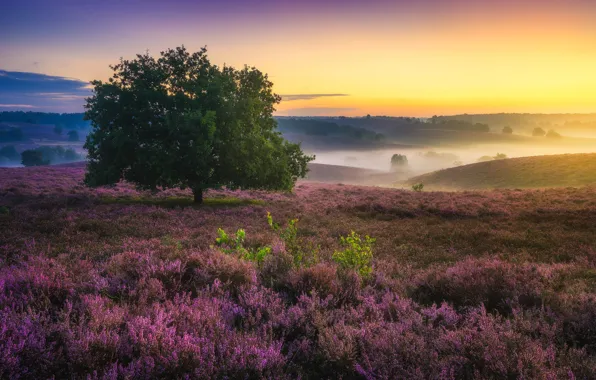 Field, the sky, grass, the sun, trees, flowers, nature, fog