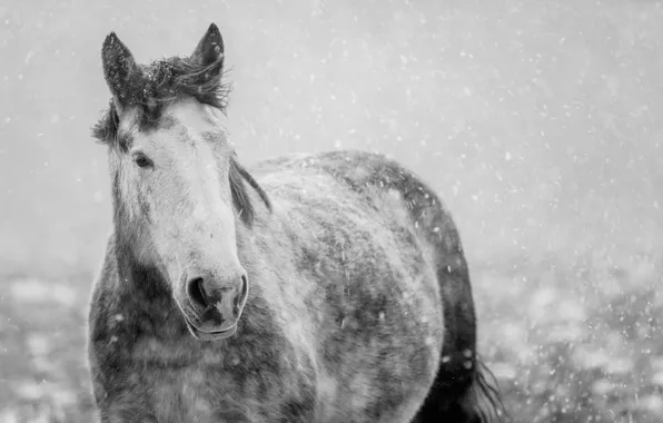 Winter, snow, nature, horse