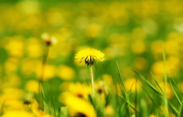 Field, flower, flowers, yellow, background, dandelion, widescreen, Wallpaper