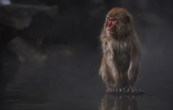 Interest, sitting, photographer, Japanese macaques, Macaca fuscata, Kenji Yamamura