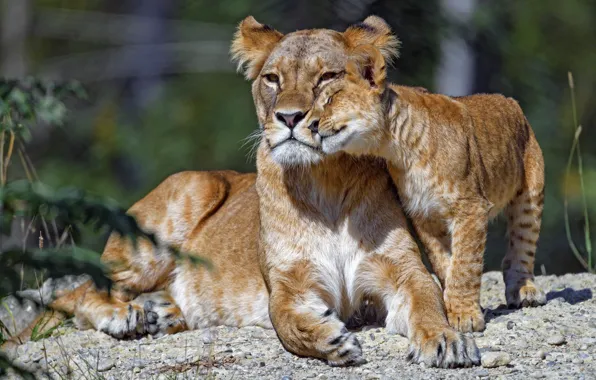 Picture face, pose, lies, weasel, cub, lioness, mom, lion