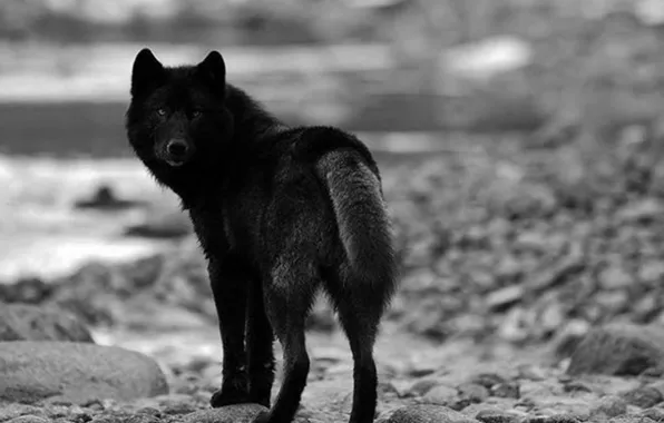 Nature, predator, animal, wolf, wildlife, portrait, portrait., Canis lupus. face