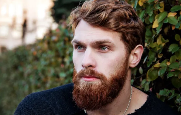 Look, beard, guy