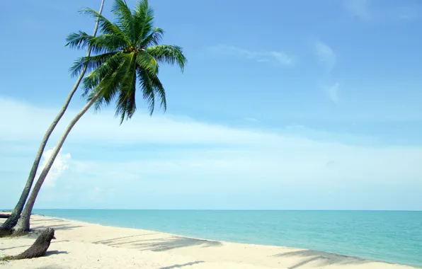 Picture sand, sea, beach, summer, the sky, the sun, palm trees, shore