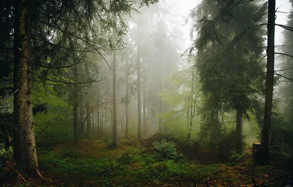 Picture forest, trees, nature, fog