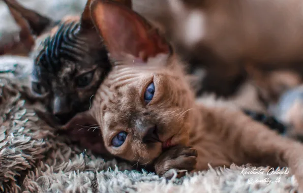 Kitty, kittens, Sphinx, sphynx, Sphinx kitten, kittens are playing