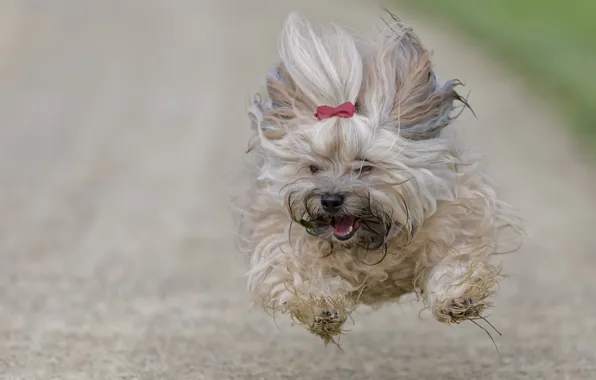 Havanese running best sale