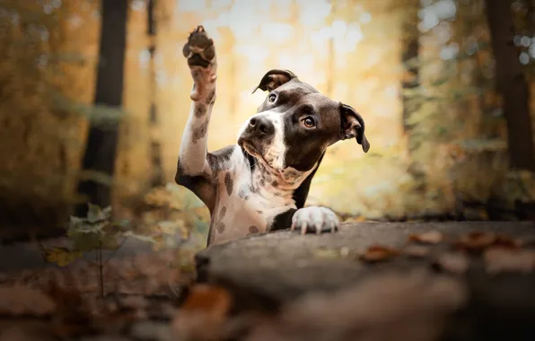 Look, nature, pose, dog, face