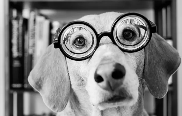 Look, face, dog, glasses, black and white