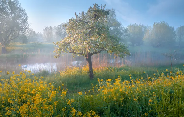 Flowers, fog, spring, Swan, flowering tree, pond